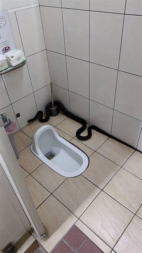 有蛇入屋 進門廁所在右邊